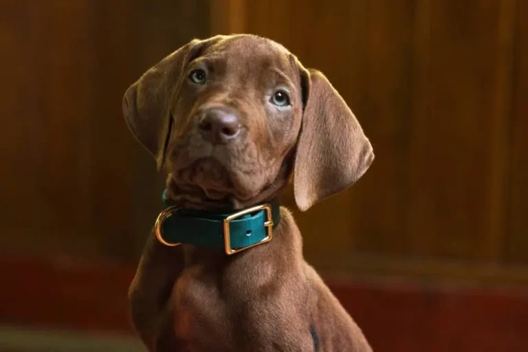 Netflix revela o primeiro cão real a interpretar Scooby-Doo em nova série live-action